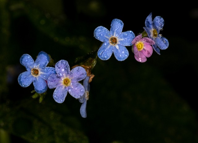 Hackelia micrantha 20-9726.jpg